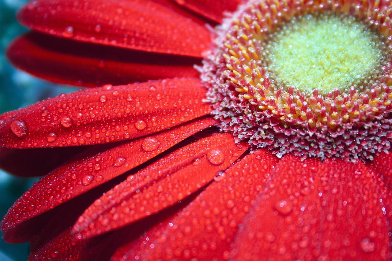 red  flower  gerbera free photo