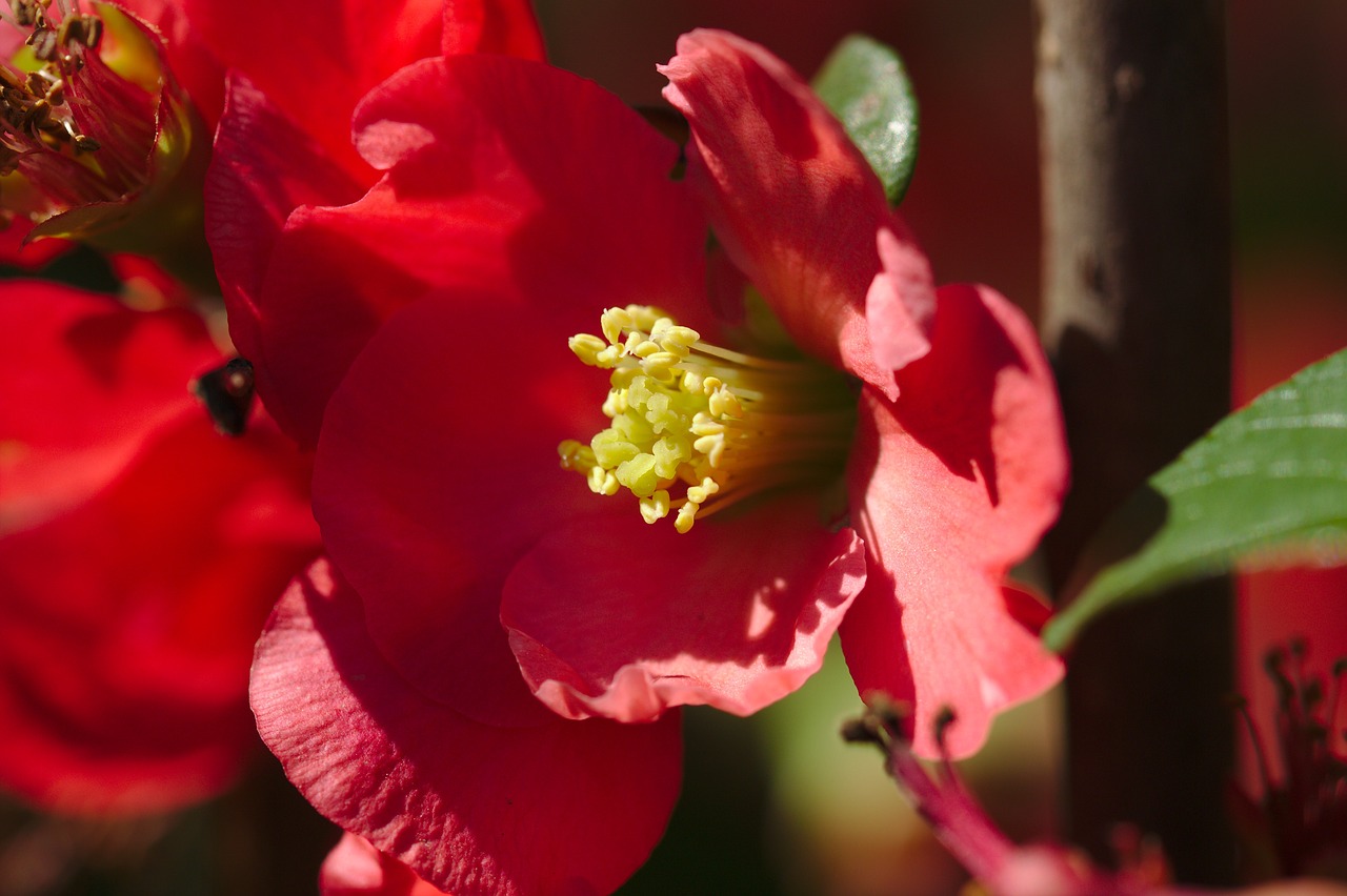 red  tulips  stamens free photo