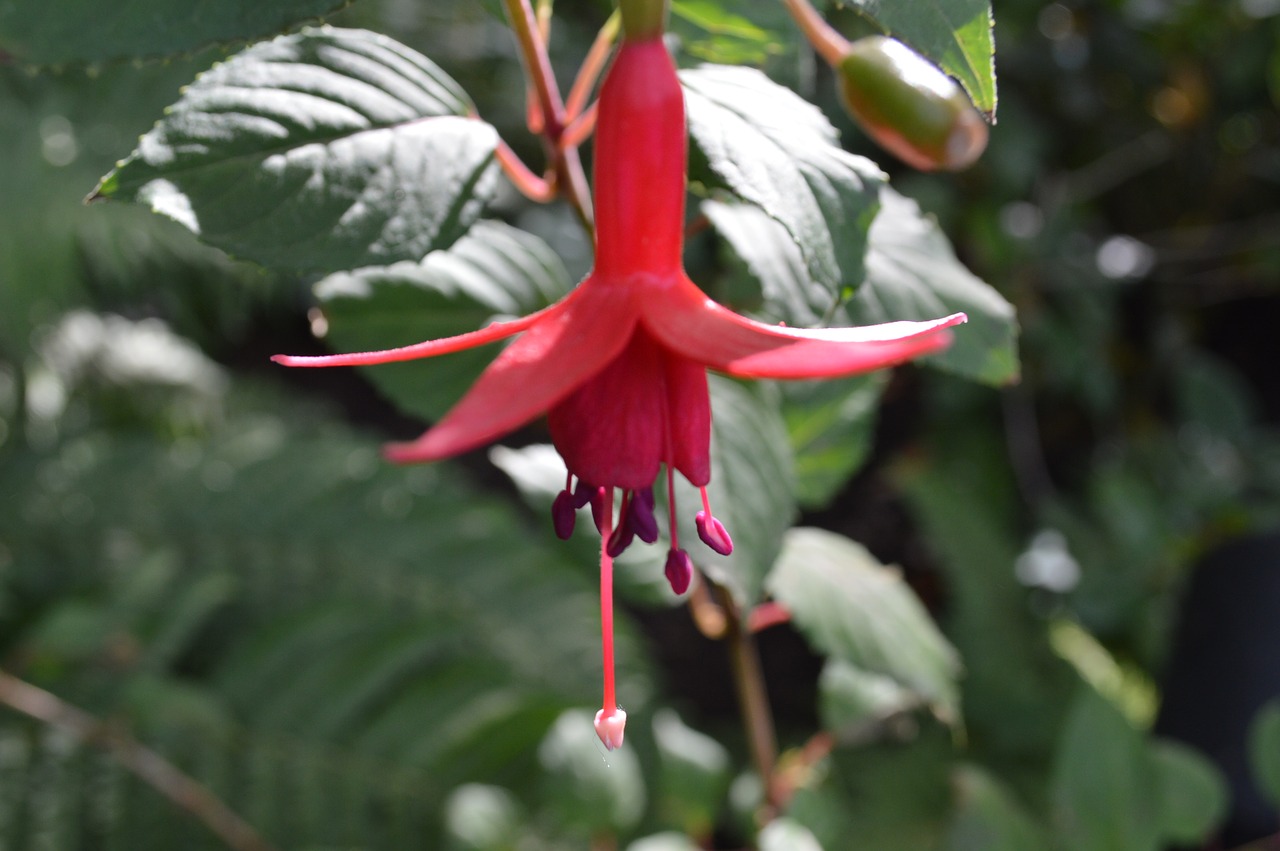 red  blossom  bloom free photo