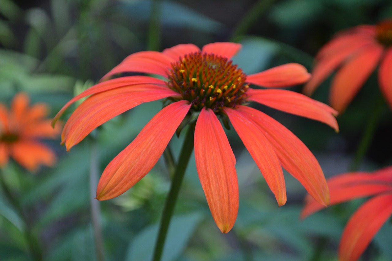 red  flower  blossom free photo