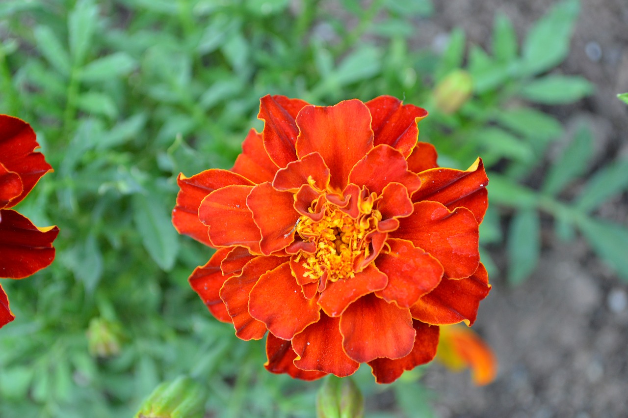 red  flower  blossom free photo