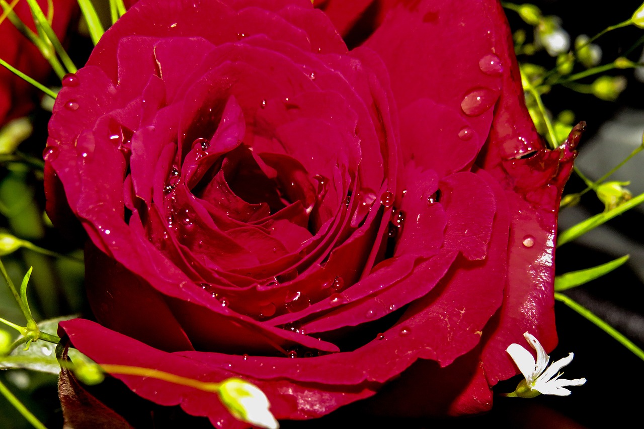 red  rose  flowers free photo