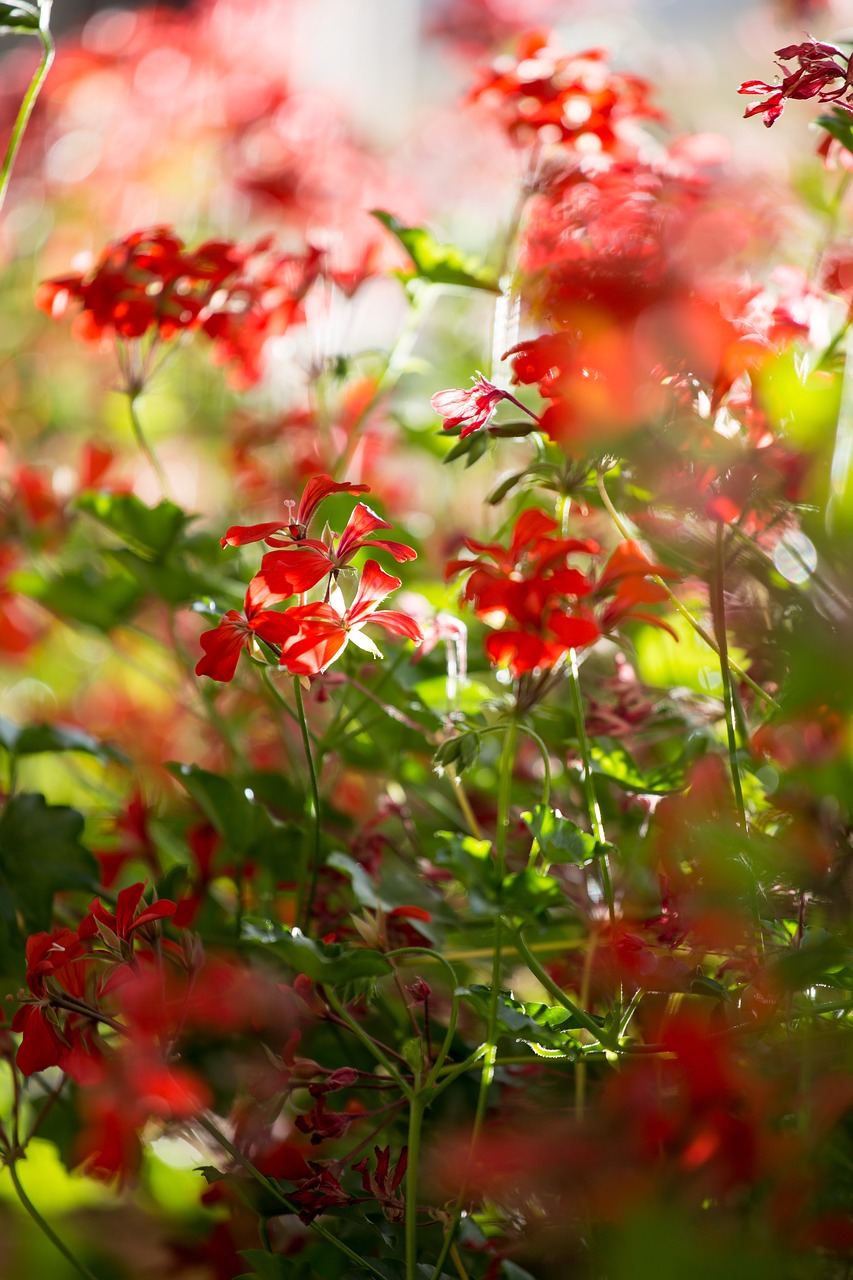 red  flower  color free photo