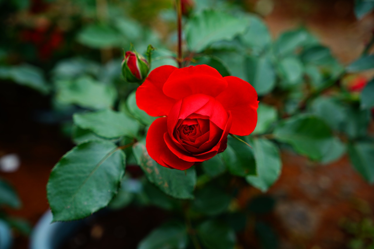 red  rose  flower free photo