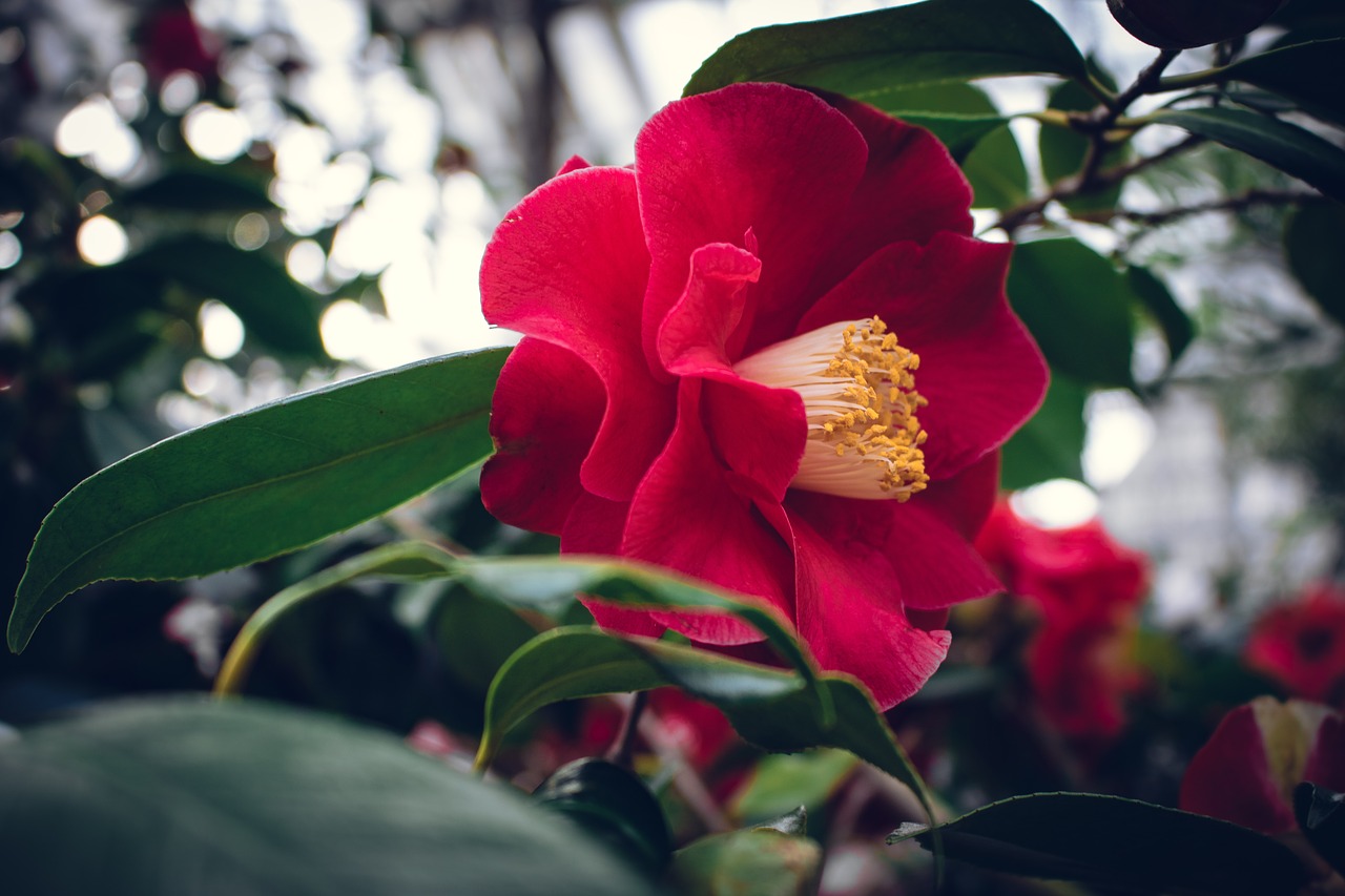 red  big  flower free photo