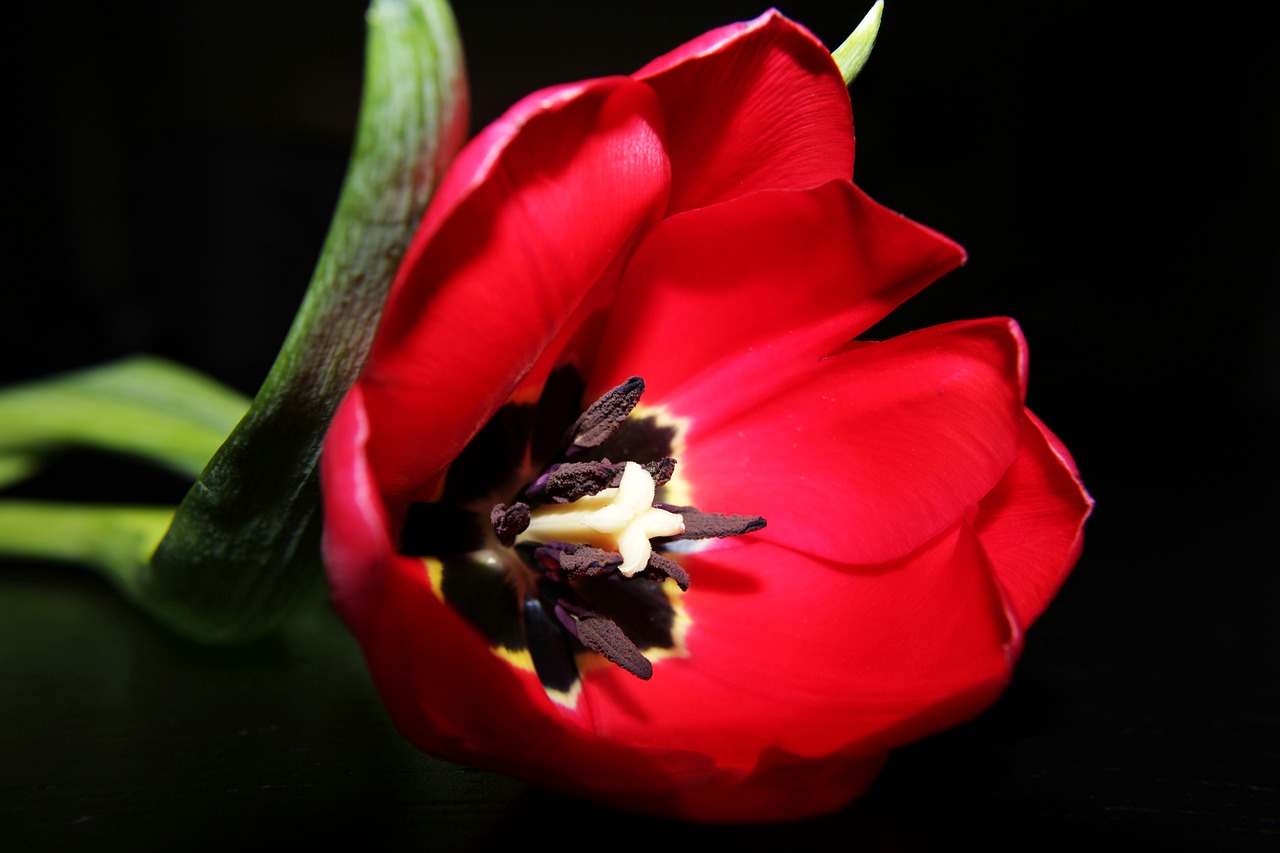 red  tulip  stamens free photo