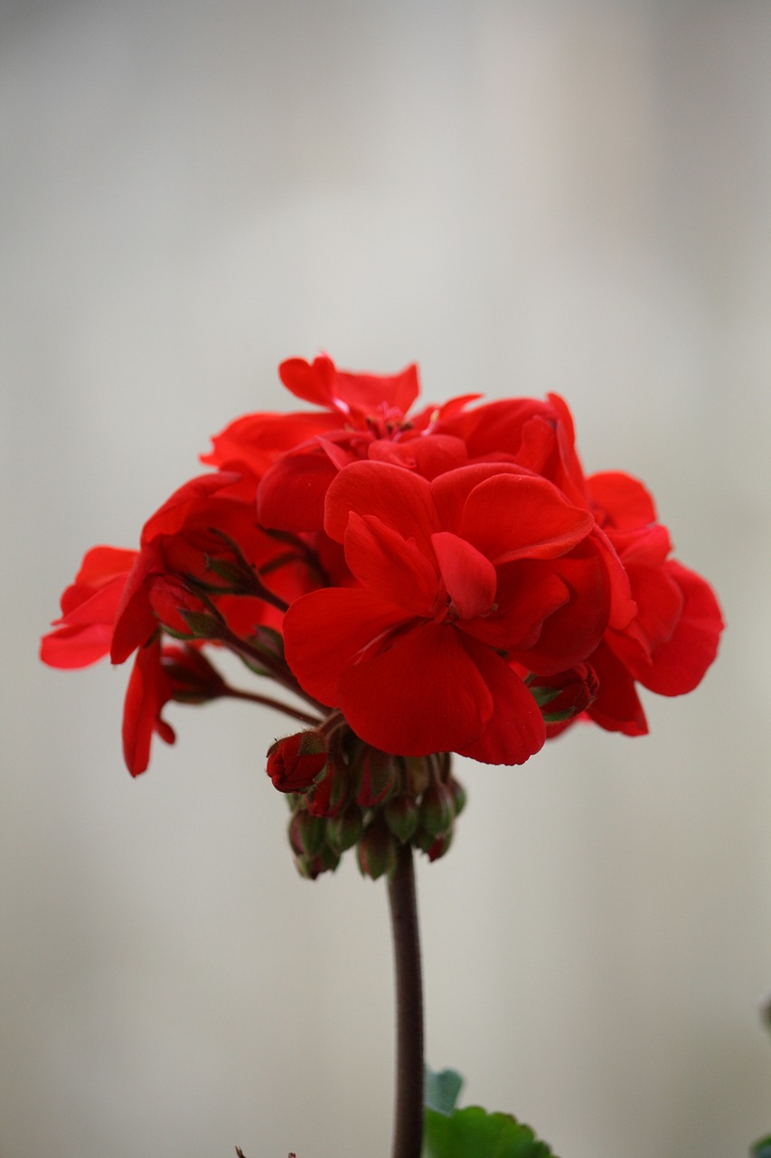 red  floral  garden free photo