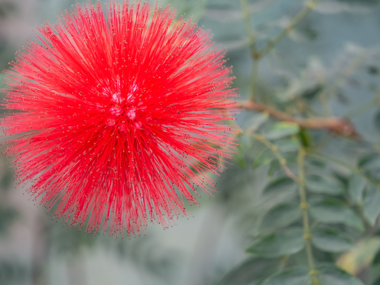 red  flowers  garden free photo