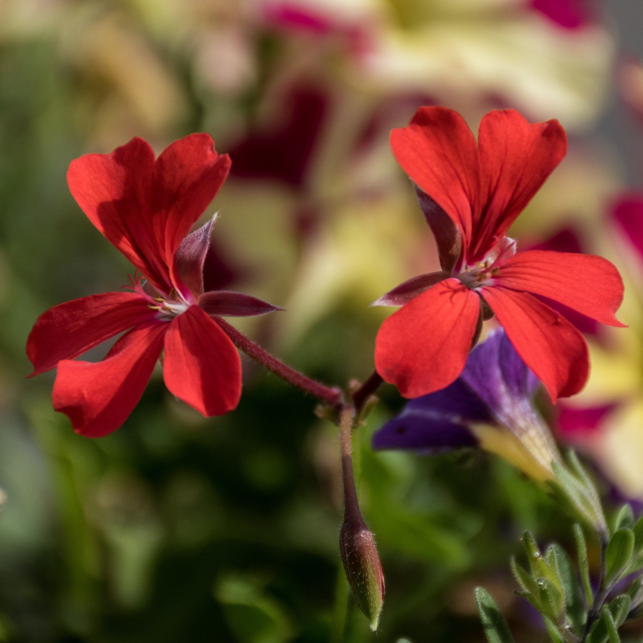 red  flowers  bloom free photo