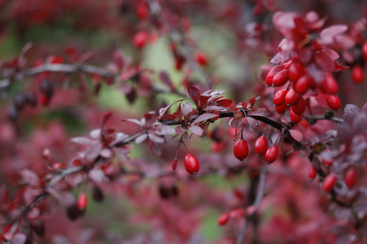 red  barberry  berry free photo