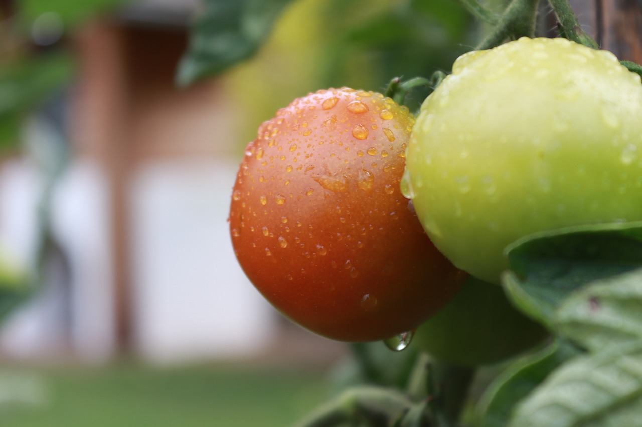 red  tomato  food free photo