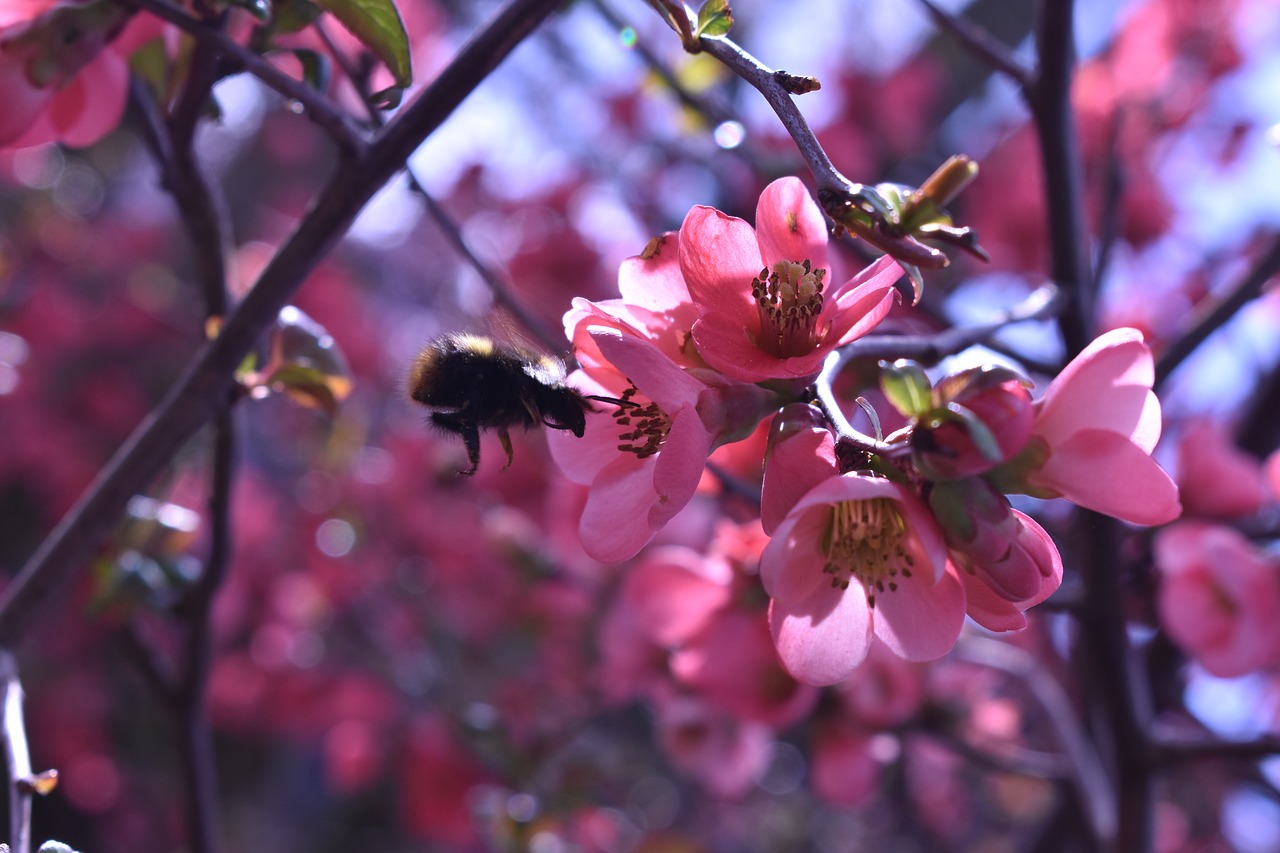 red  pink  summer free photo