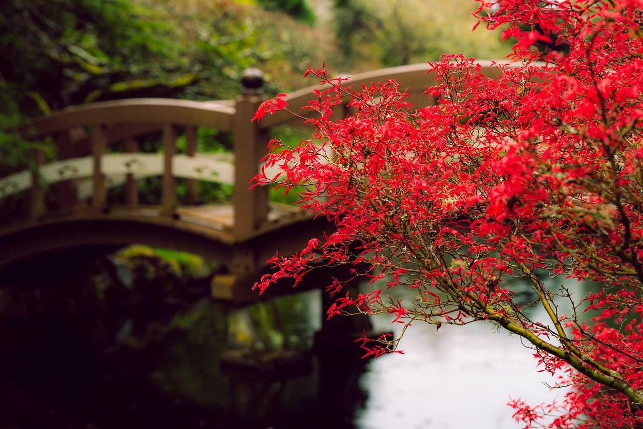 red  maple  rain free photo