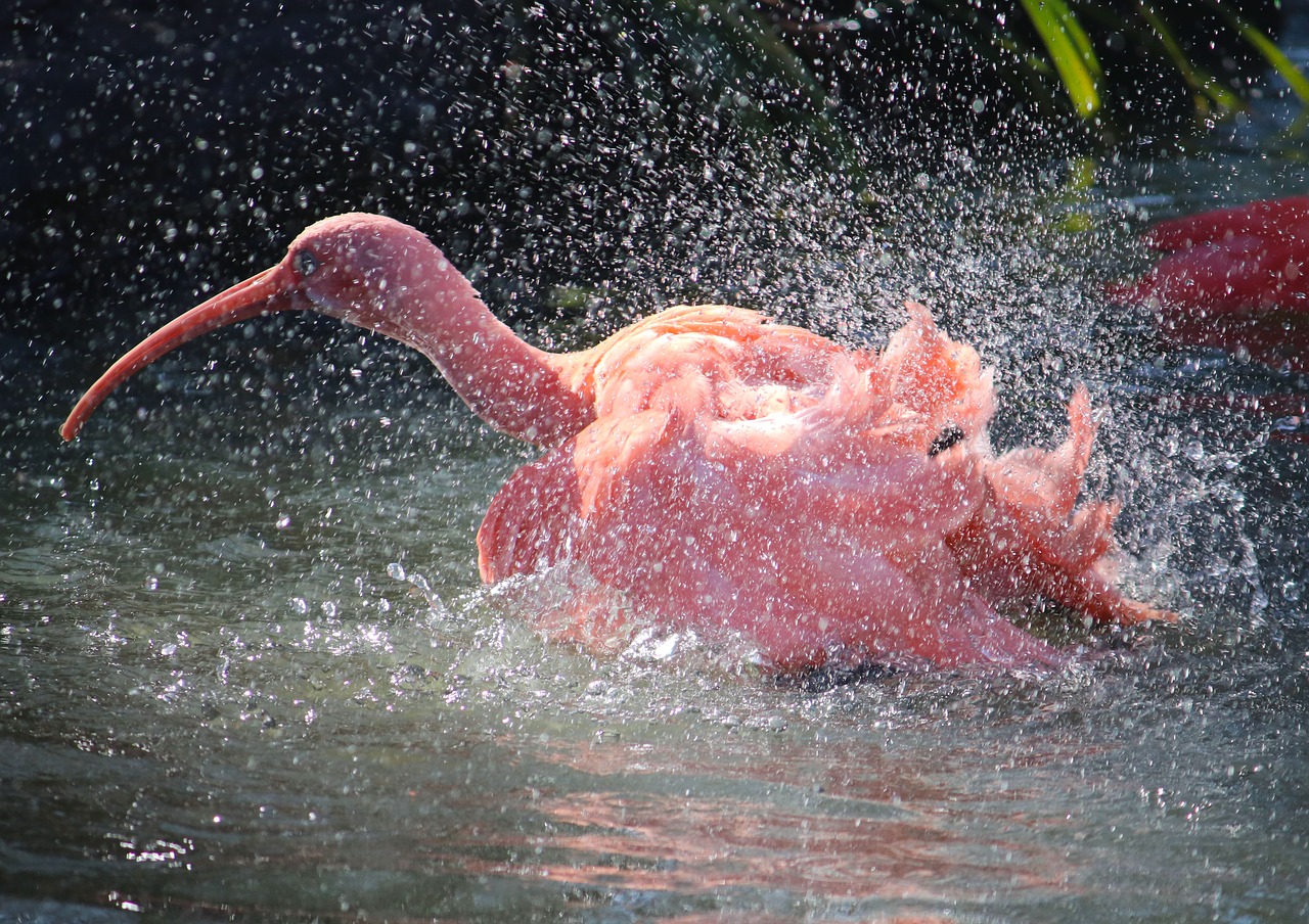 red  ibis  nature free photo