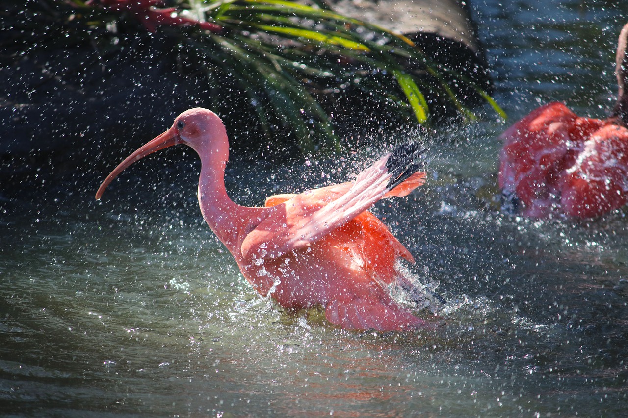 red  ibis  bird free photo