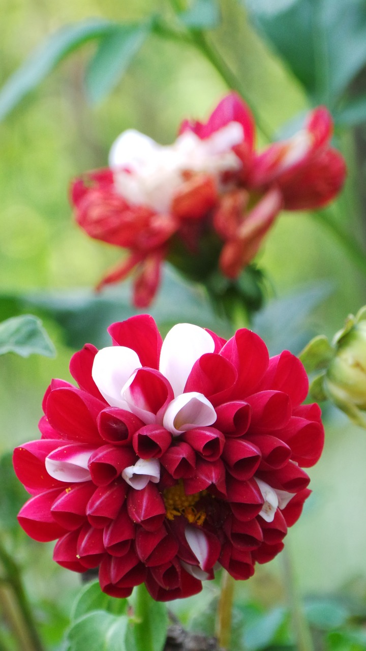 red  flower  garden free photo