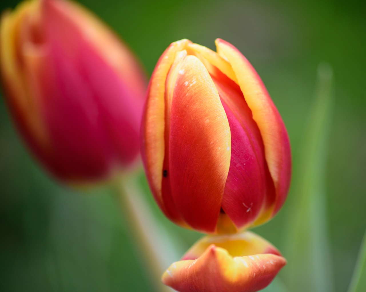 red  yellow  tulip free photo