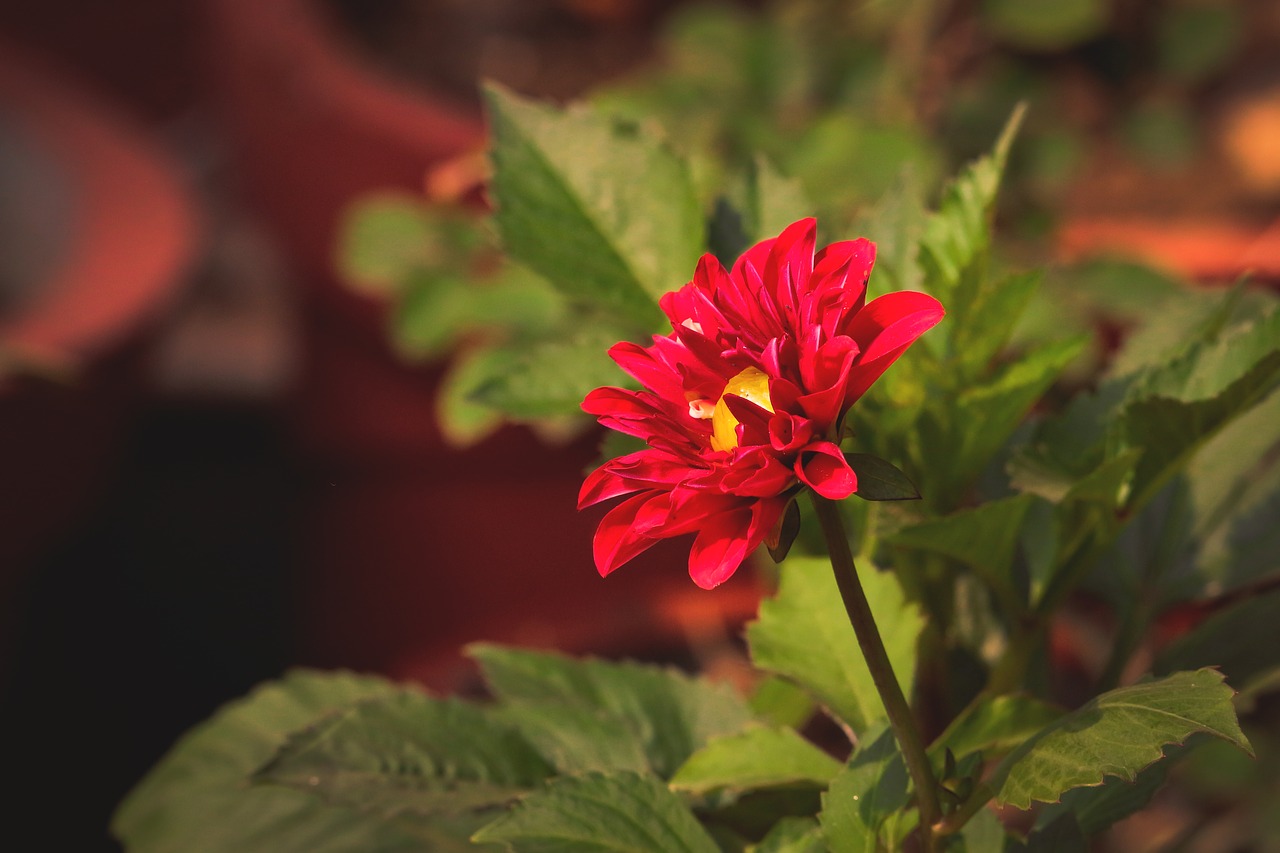 red  bloom  flowers free photo