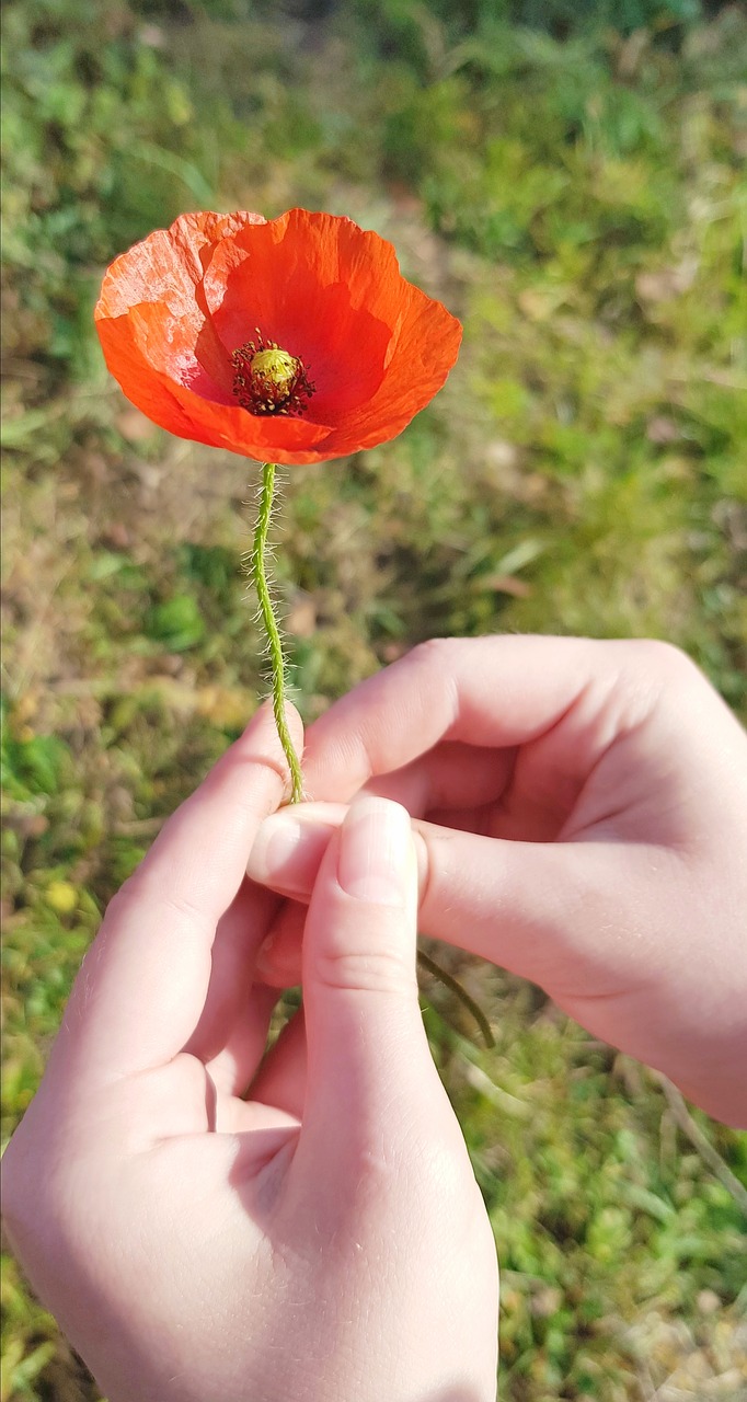 red  poppy  hands free photo