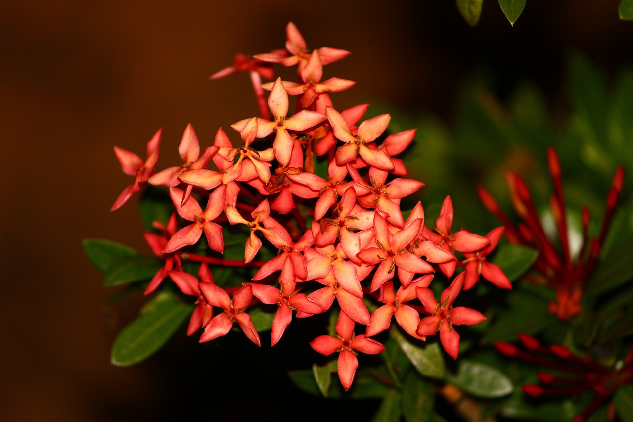 red  bloom  flowers free photo