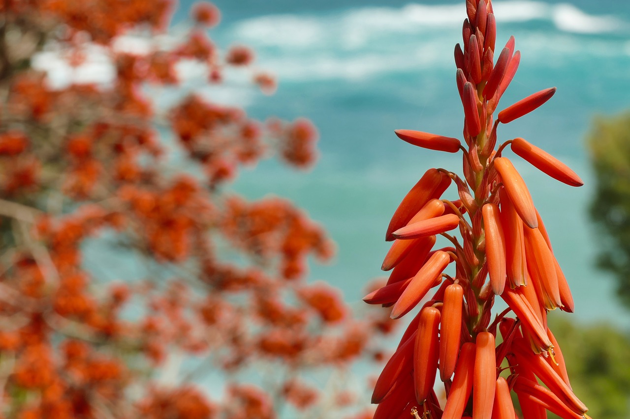 red  orange  nature free photo