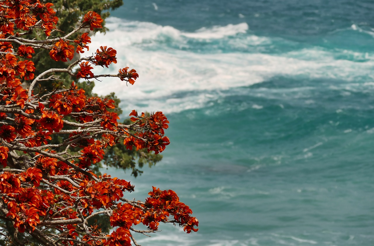 red  orange  nature free photo