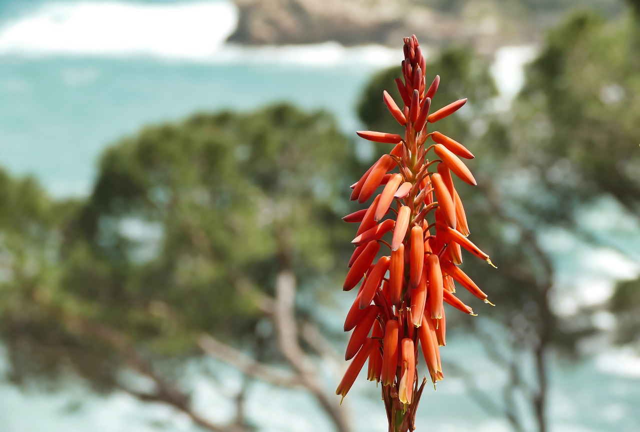 red  orange  nature free photo