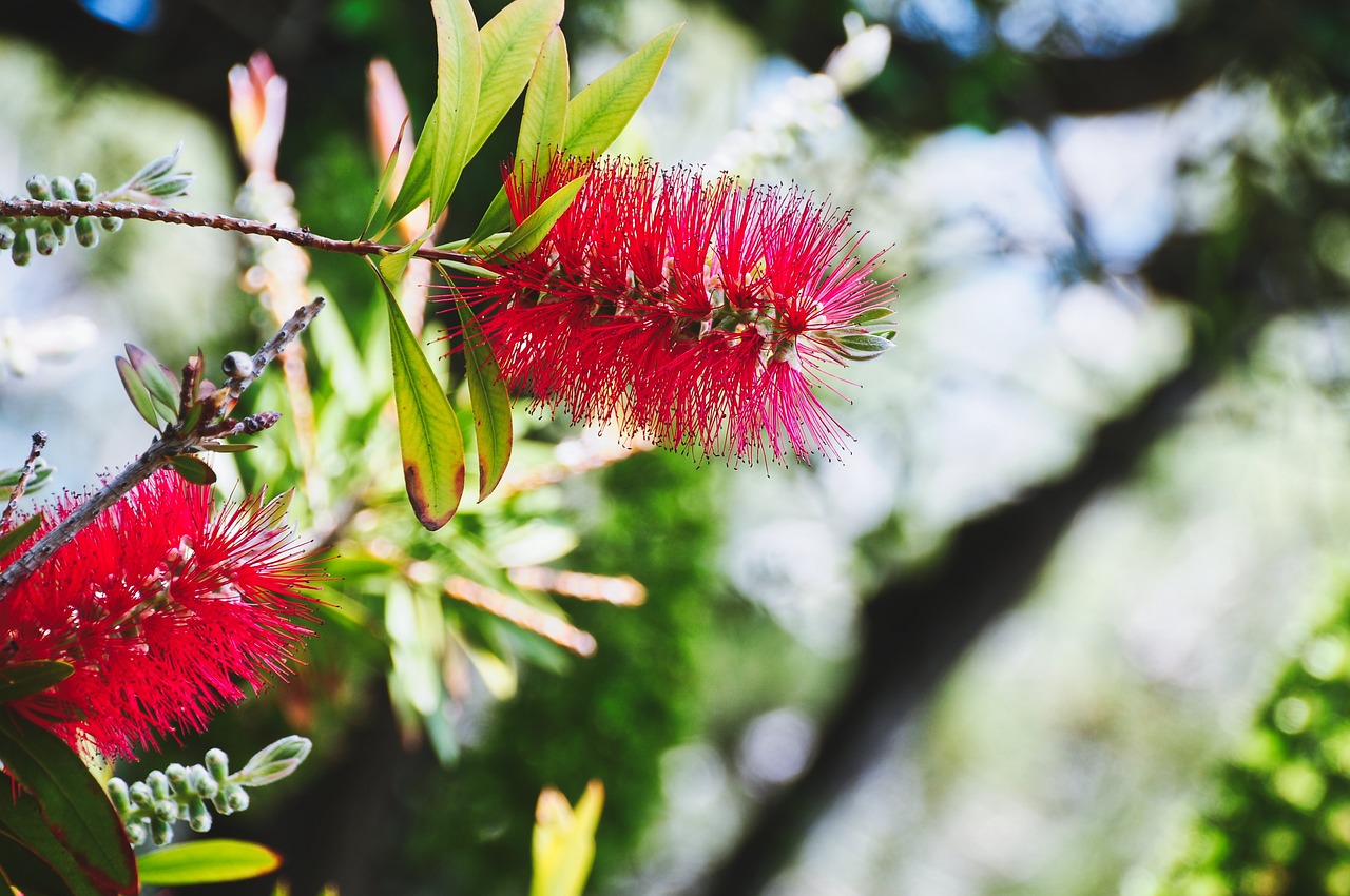 red  flower  pistil free photo