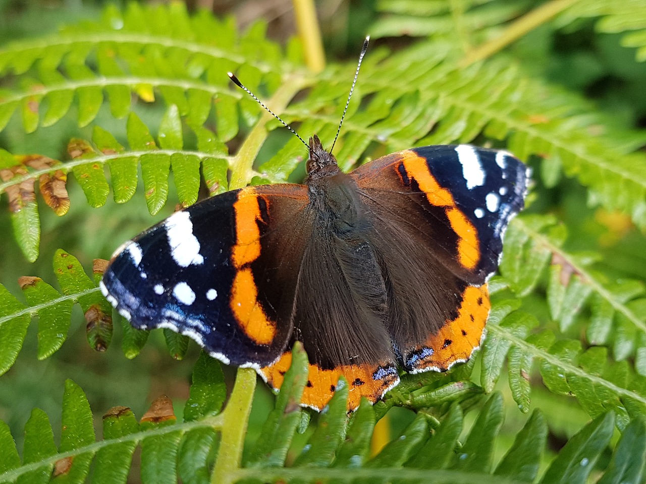 red  admiral  butterfly free photo
