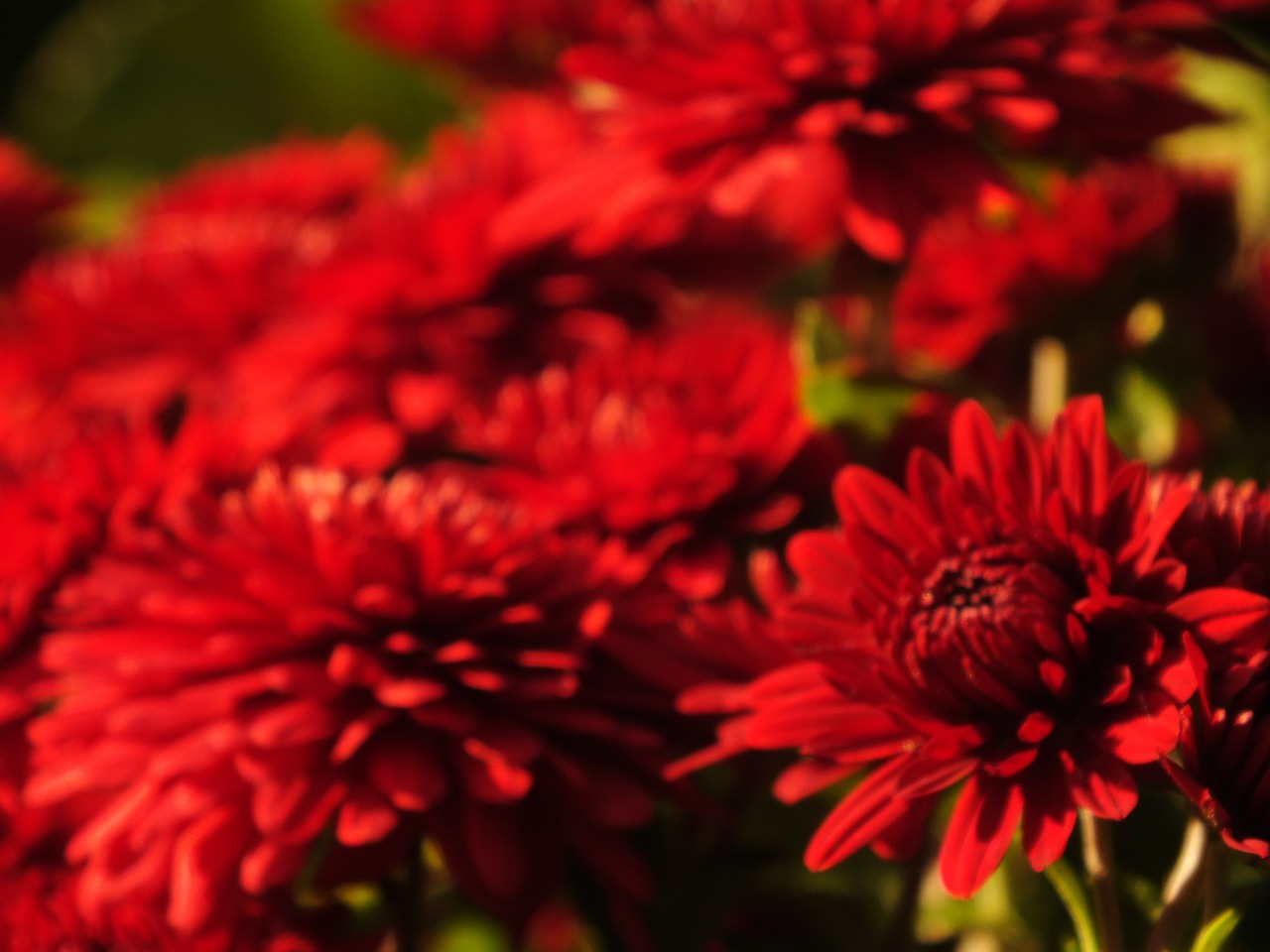 red flower bright free photo