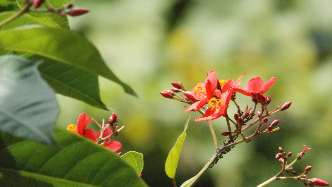 red  flowers  green free photo