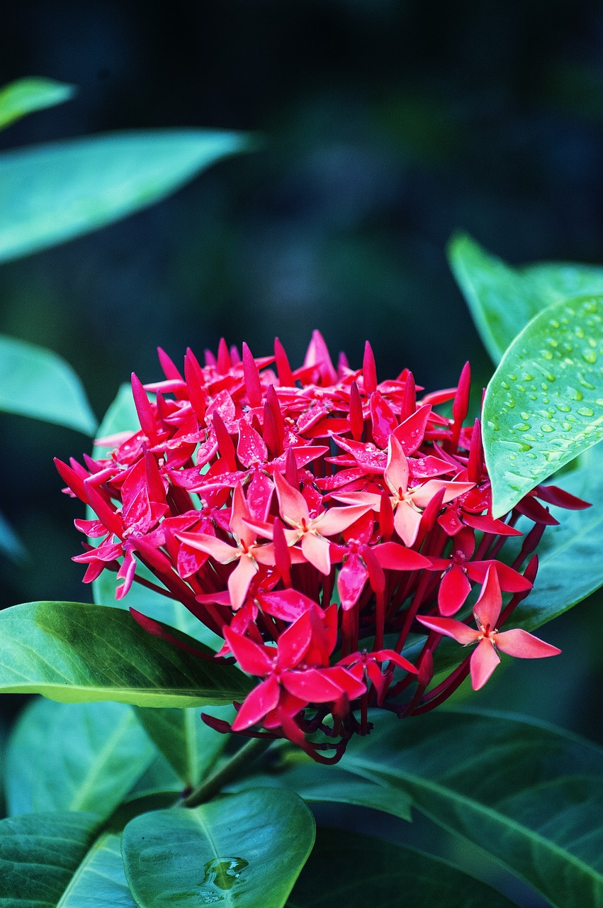 red  tropical  flowers free photo