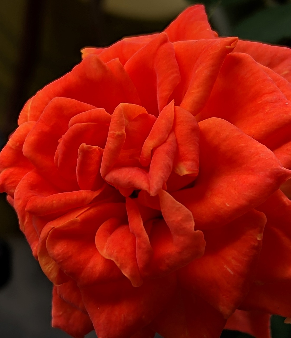 red  flowers  bloom free photo