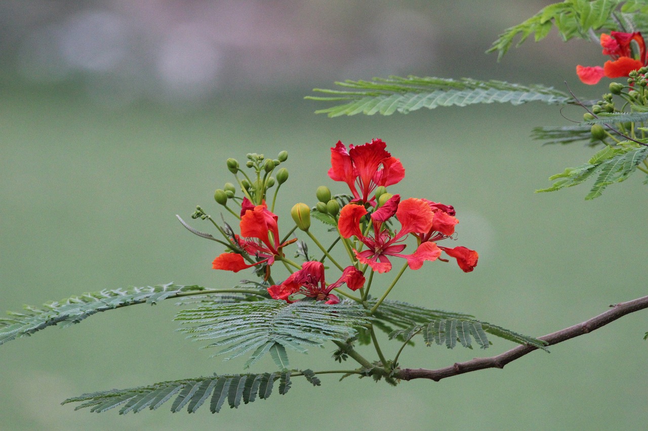 red  flora  plant free photo