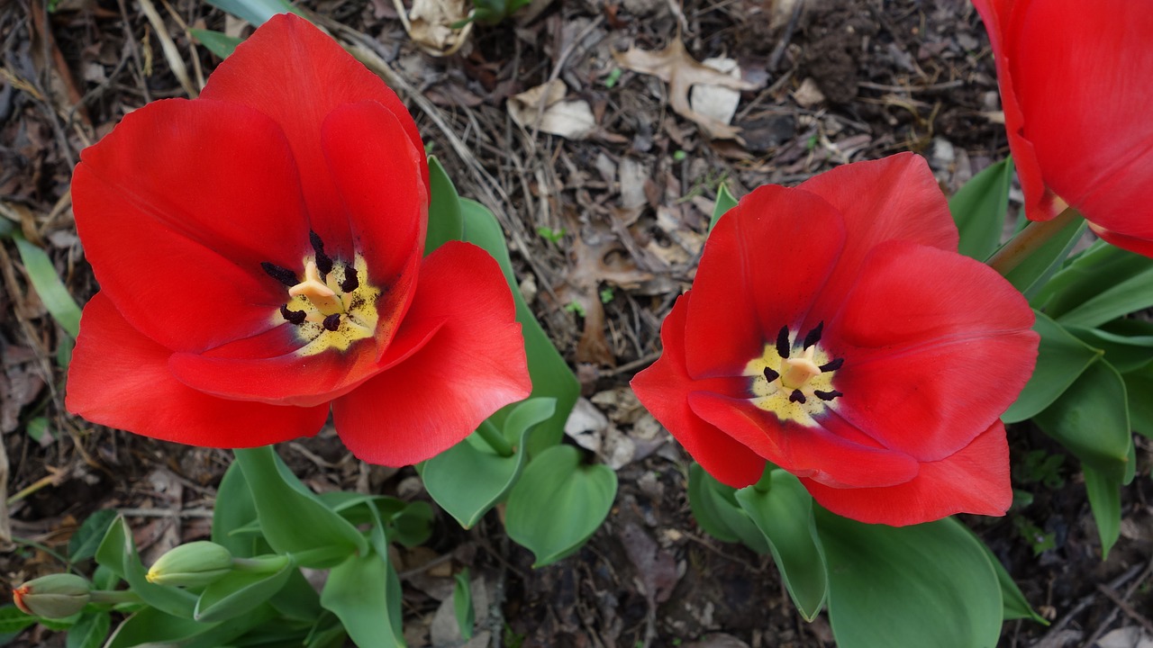 red  tulips  open free photo