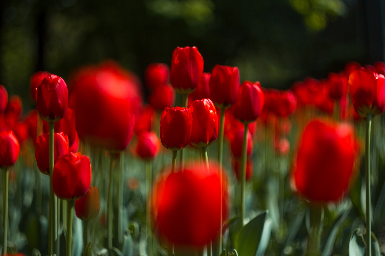 red  tulip  flowers free photo