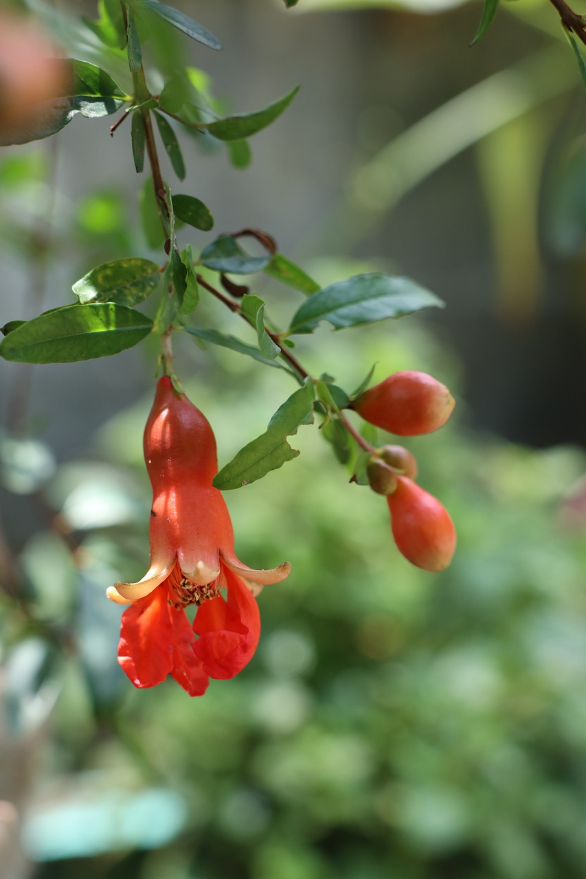 red  green  flowers free photo