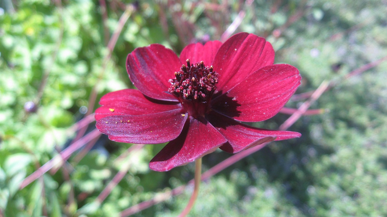 red  cosmos  flower free photo