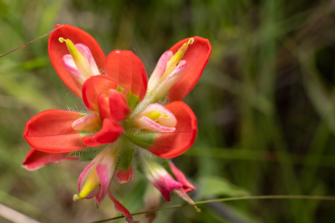 red  flower  nature free photo