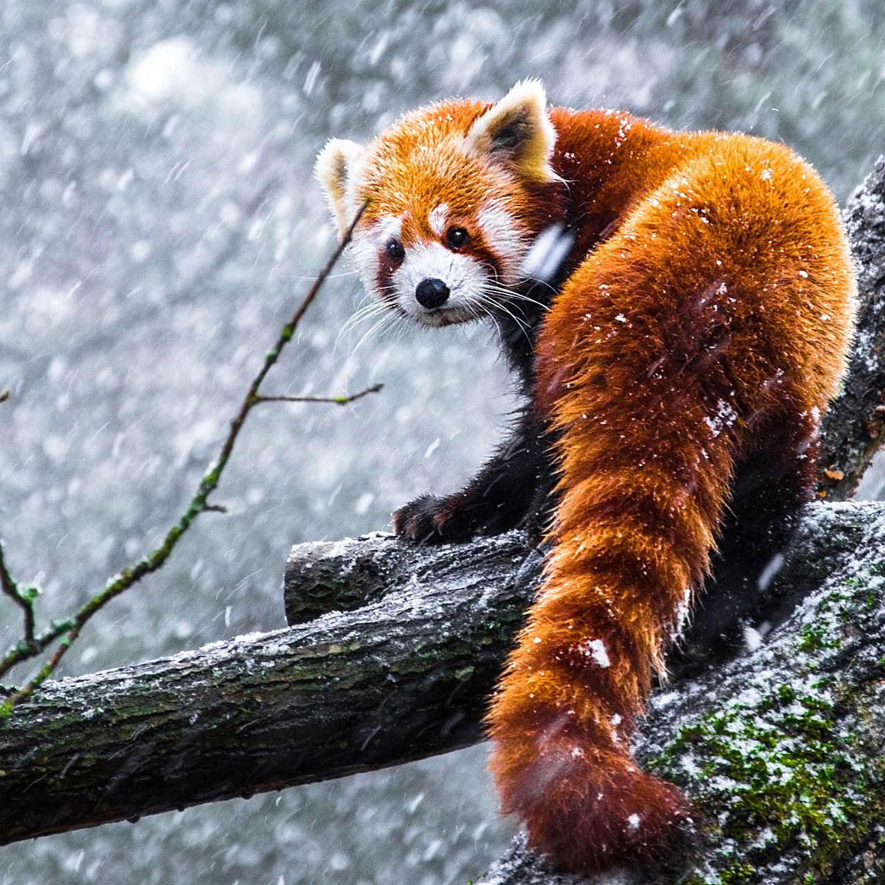 red  panda  animals free photo