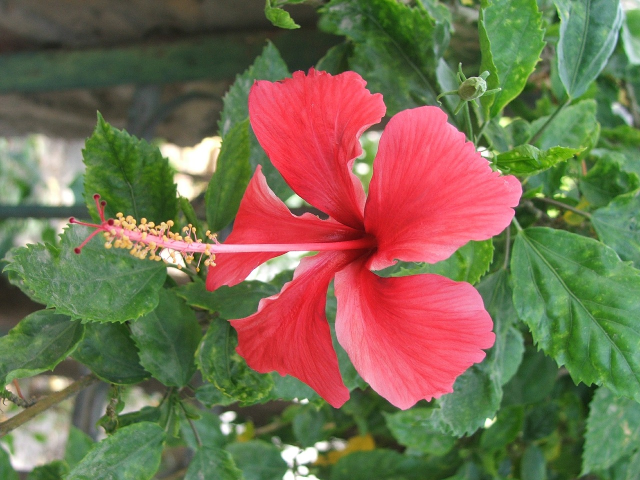 red hibiscus flowers free photo