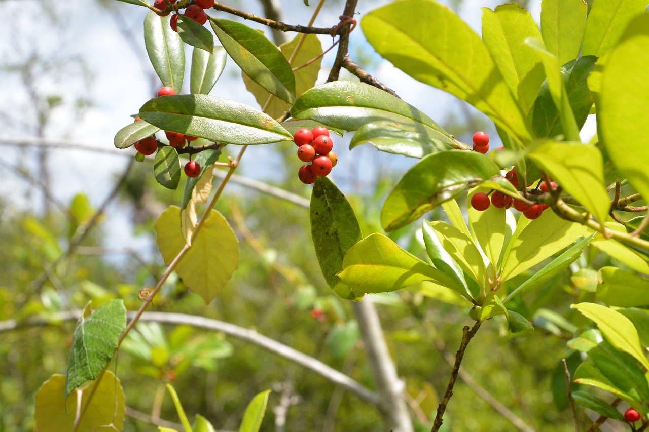 red  berries  leaves free photo