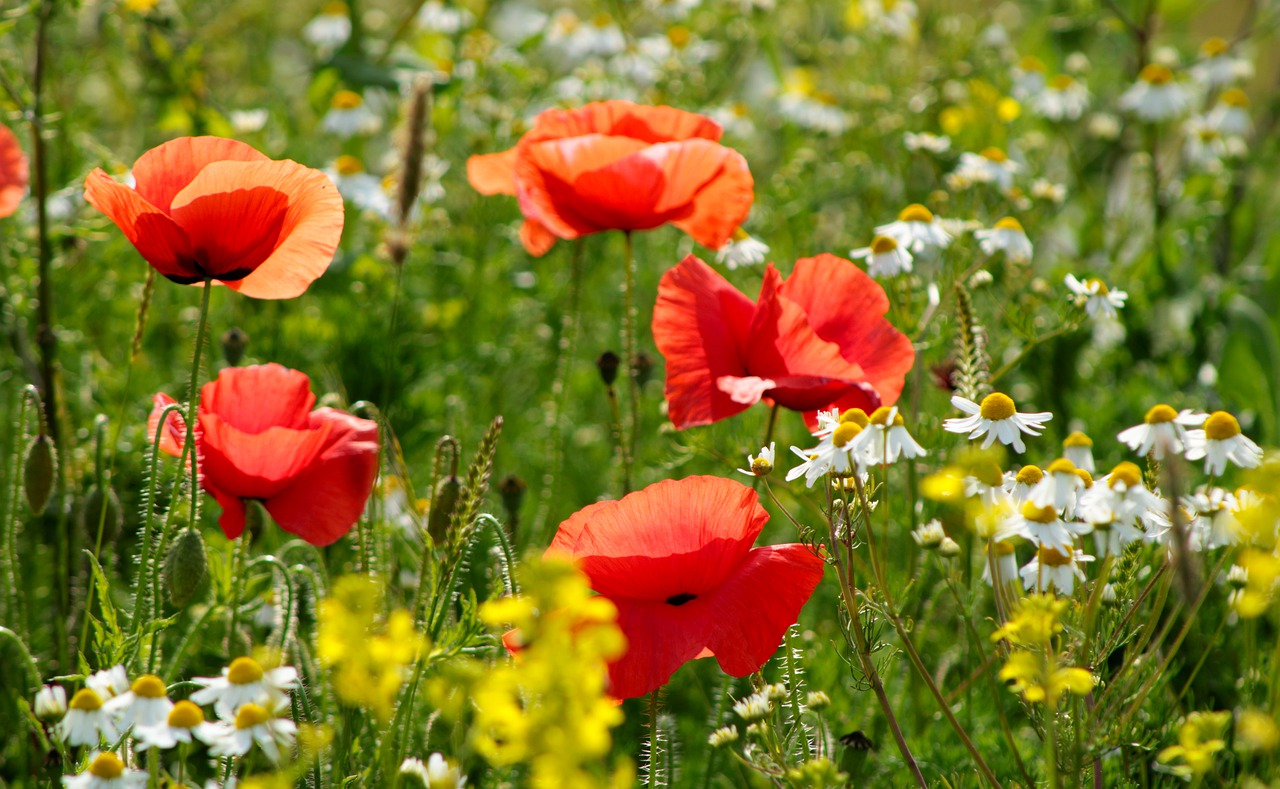 red  red poppy  field of poppies free photo