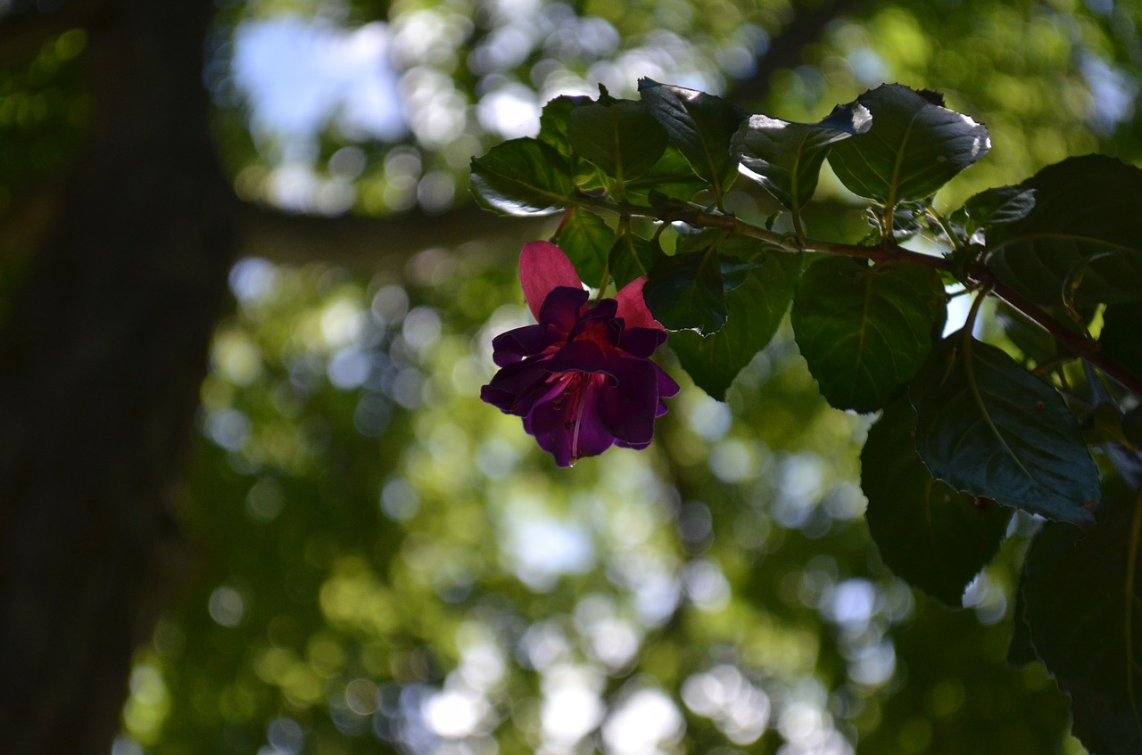 red flower bokeh free photo