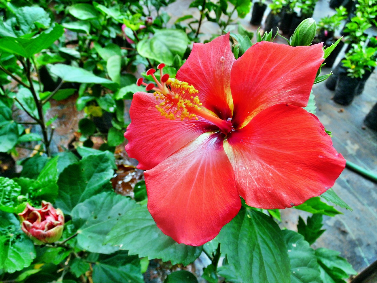 red color hibiscus free photo