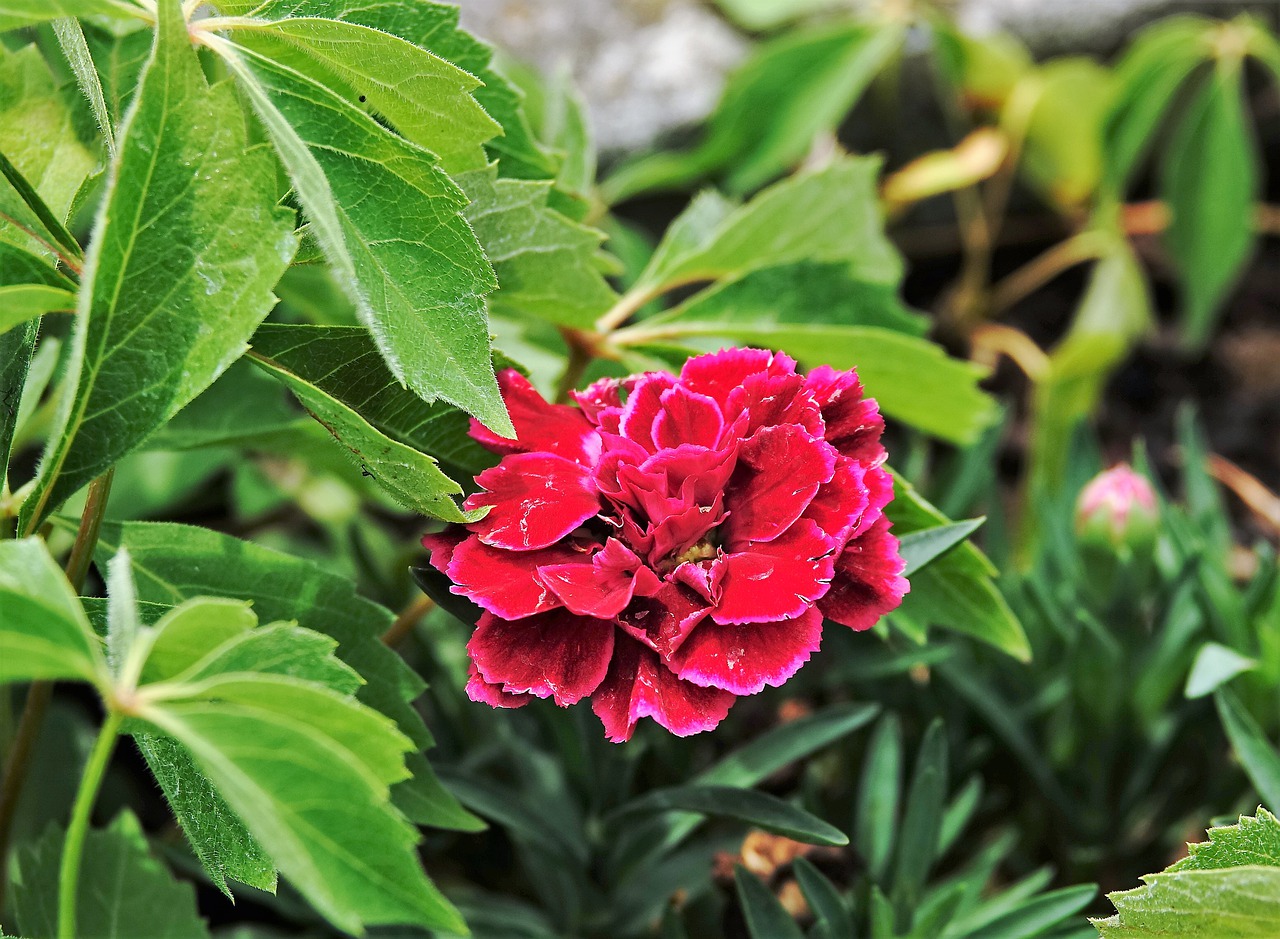 red  plant  garden free photo