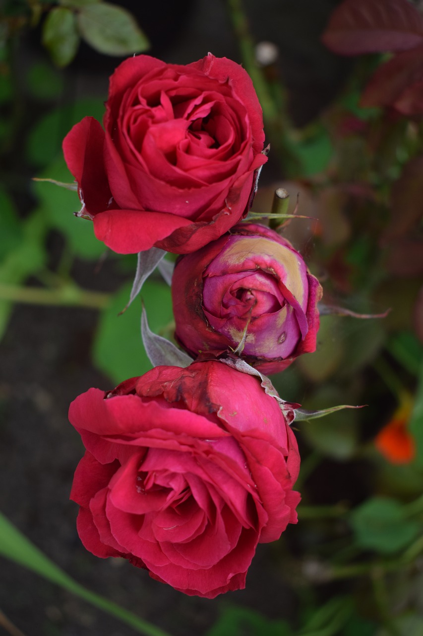 red  roses  flower free photo