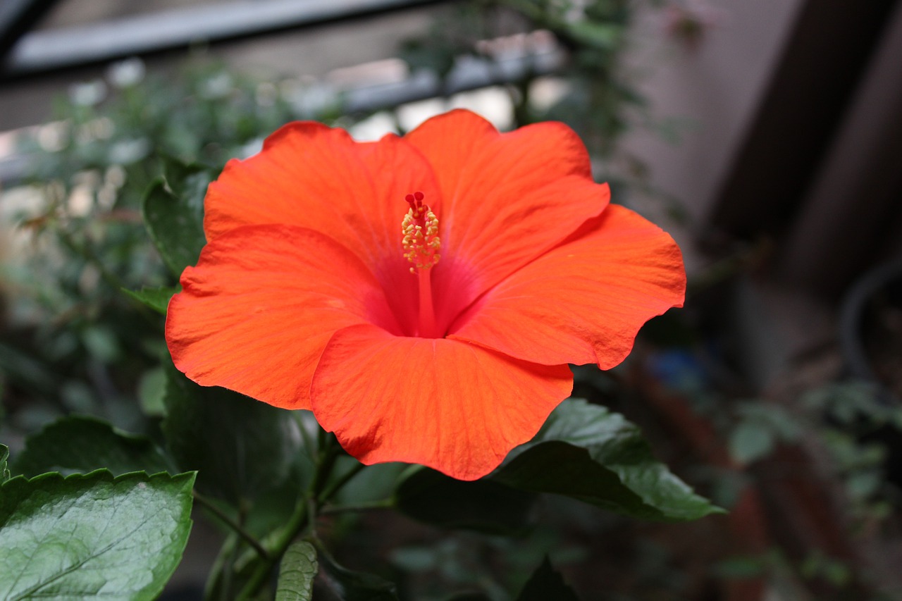 red  hibiscus  flower free photo