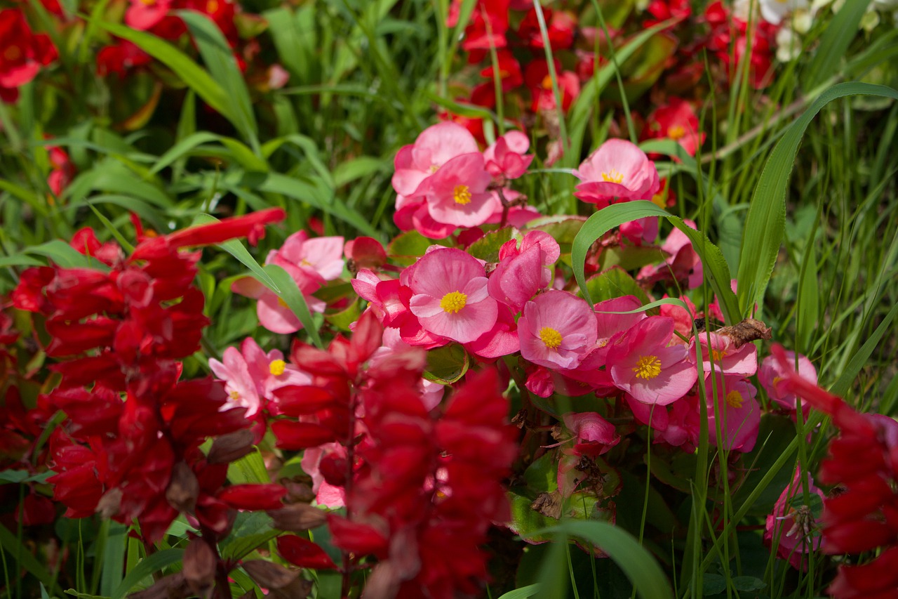 red  pink  flowers free photo