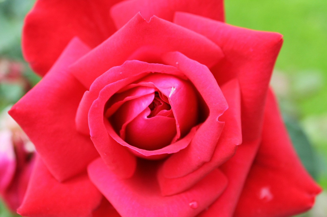 red rose flower free photo